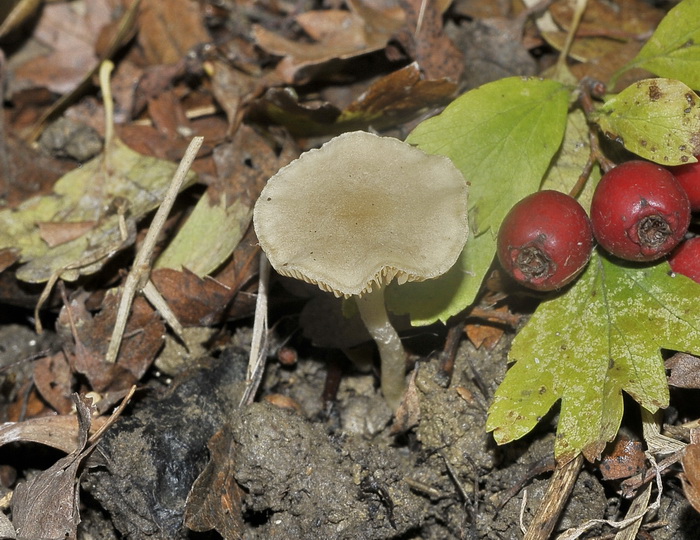 Tubaria dispersa